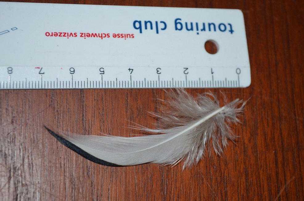 Piume anatide da identificare